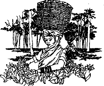 Pfl&uuml;ckerin bei der Arbeit